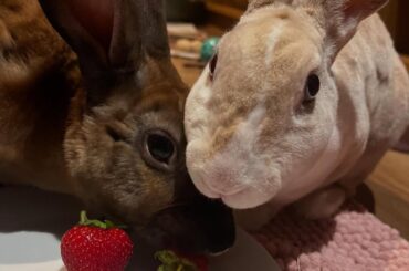 They have been waiting patiently for these strawberries 🍓