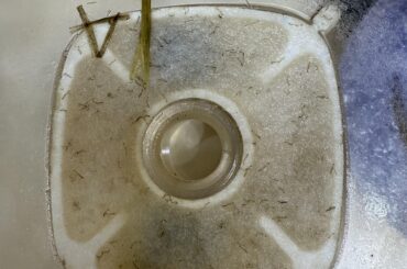 PLS HELP! Worms in the water filter?