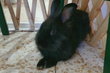 Oh! To be a baby bunny named Snowball inlove with a large older bunny named Kika......