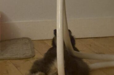 Who else loves flopping over right into the metal rods of a chair?