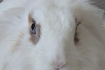 Murder bun