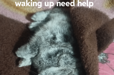 Rabbit help