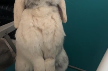 Hopper Hoppington's face when asking for treats