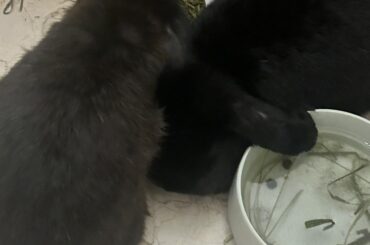 Squished himself between his brother and their freshly made tea 😐