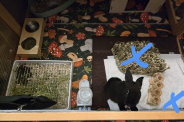 (Bummer) Update to "Bunnies, new here!"