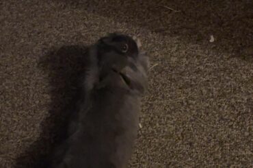 Blueberry says screw icecream business