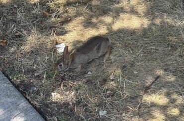 Wild bunny not afraid of people?