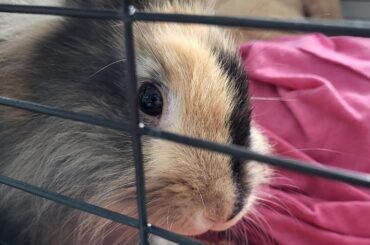 I know why the caged bunny thumps...