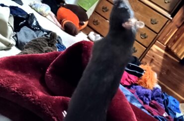 Help my bunny wont eat and is shrinking.