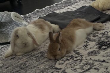 Tips for grieving bunny
