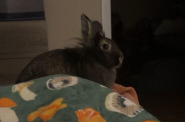 Extra cuddly??