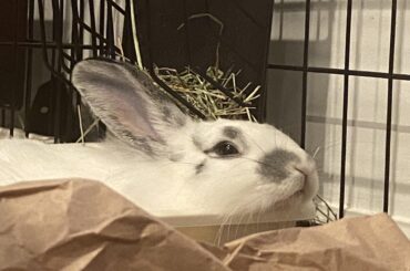 Not her usual spot to rest