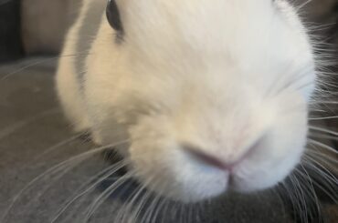 More Dave