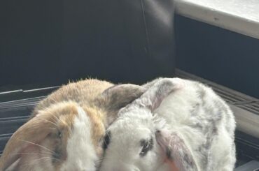 Can someone tell me what type of bunnies I have 🥺