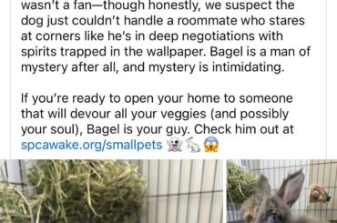 Creative animal adoption post from SPCA