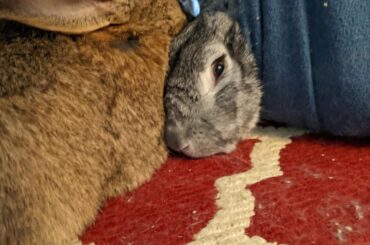 Hops' head, and his head only. 🍋