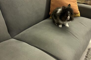 It's his sofa now
