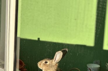 I thought yall would like to see peri catching the morning rays after lots of rainy days 🥹 it’s so hard to walk past her window before I leave 🥲