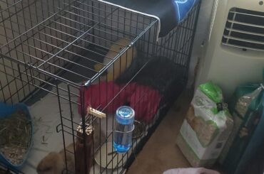 Aunt rescued lop eared rabbit from company warehouse, foster for now? Advice pls? 🙏