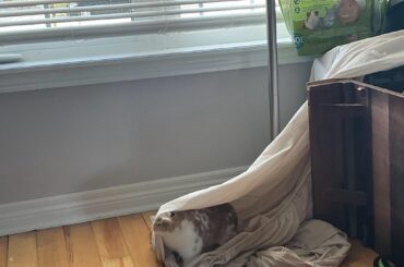 This is my very smart bunny, Max