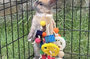 Good morning from Zuni, King of the Bunnies