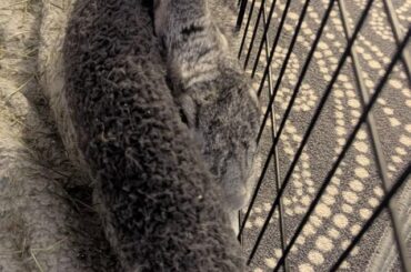Hops, under his bed instead of on it