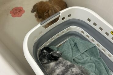 Got a friend for my bunny but he hates her:(