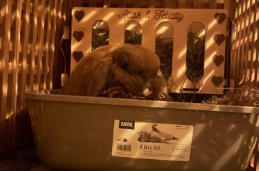 Weird bunny behaviour