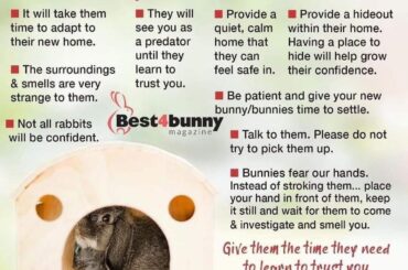Good for first time bunny parents it’s also good reminder for every bunny parent!