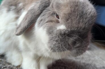 Mimsy was NOT pleased being woken up to be cuddled