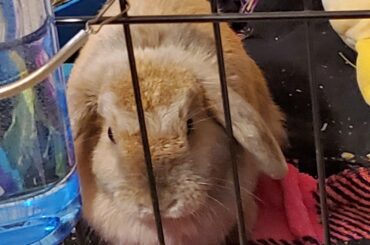Day 4 of having this rescued rabbit and I already feel uneasy from this