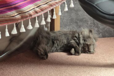 Cosy Little Dude