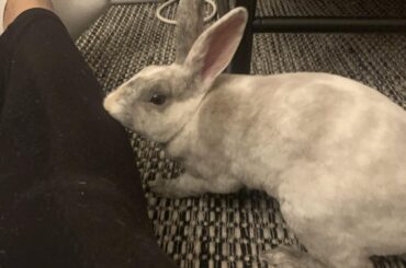 My bunnie mid bite LOL🐰
