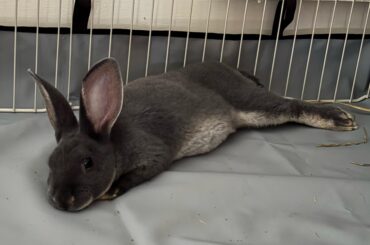 HELP! Phat baby bunny only wants to eat her pellets not her hay