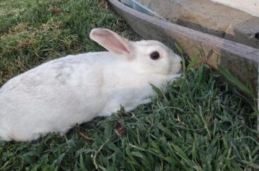 My bun