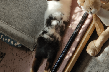 Help with bunny care