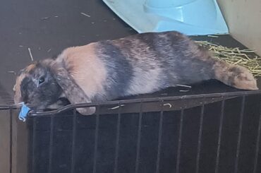 Does my bunny look sad or Is he just tired??