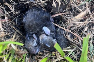 Found baby bunnies in the yard, so cute! I’m hoping mom comes back! 🤞