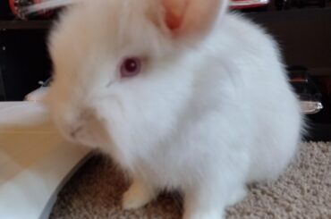Woke up...Am I a rabbit or a cat ?