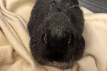 I illegally booped her nose. I fear I may not make it through the night. Miss Tiggles is definitely plotting.