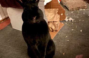 Just discovered this sub. Heres my bunny boy standing up