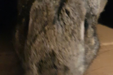 Bunny in a box mlem