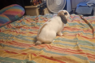 Hoppy Bunny!