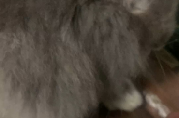 My bunny thinks I’m cheating on him😭