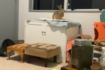 Some peri zooms I forgot to post lastnight, good morning southern hemisphere 💛