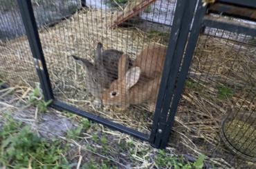 Just wanted to show the buntopia and ask a question about hole digging