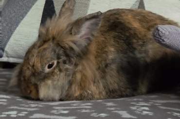 Dreaming bunny?