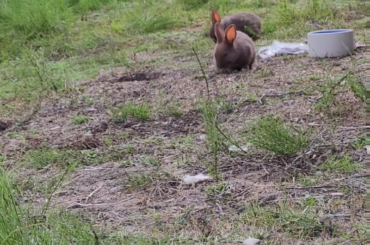 I'm a little worried about my baby bunny