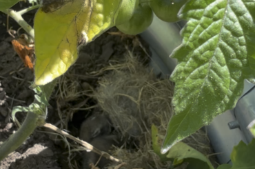 baby bunnies in raised bed (PNW)