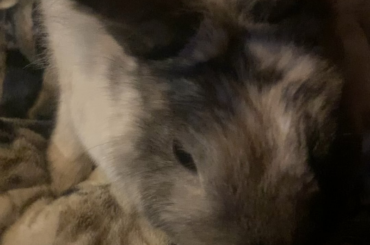 Does my bunny like being pet?
